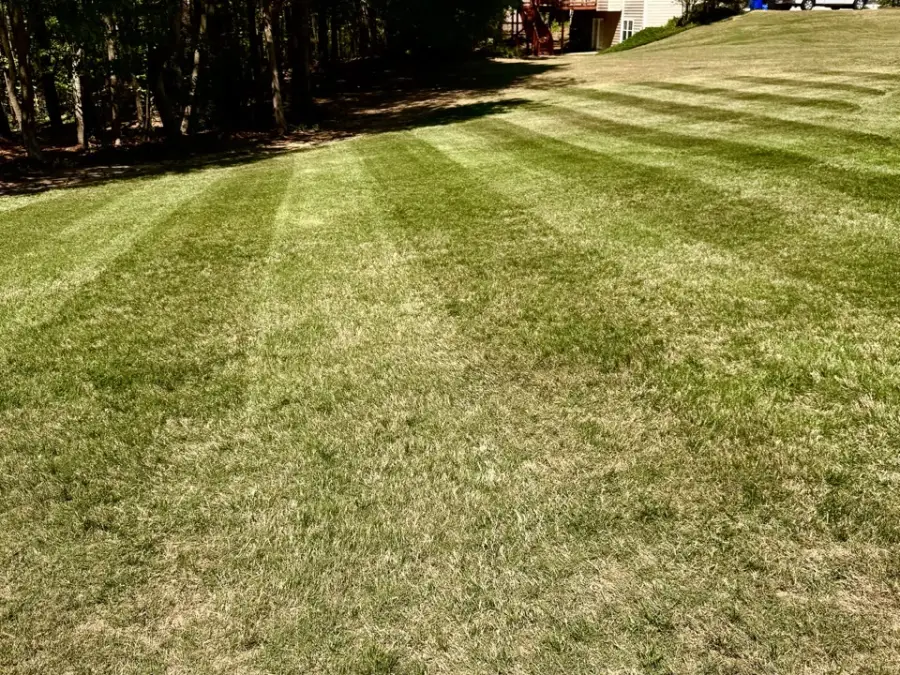 Mowed lawn on a slope with light and dark stripes and tall trees along the top