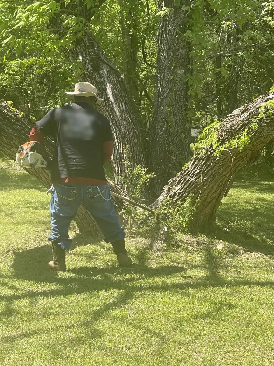 Worker in a bucket hat using a string trimmer around the base of large trees